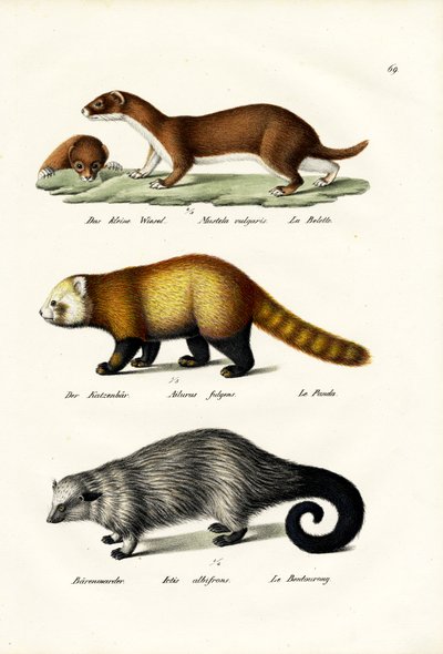 Weasel, 1824 by Karl Joseph Brodtmann